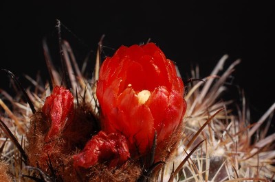 Parodia culpinensis 2014 Juno20-1.jpg