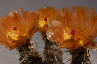 Pterocactus fischeri HPT270 2014 Juno12-4.jpg