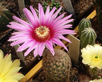 ECC fitchii ssp. bergmannii .JPG