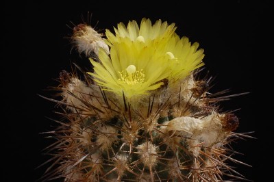 Eriosyce islayensis (Islaya copiapoides) 2014 Juno27-6.jpg