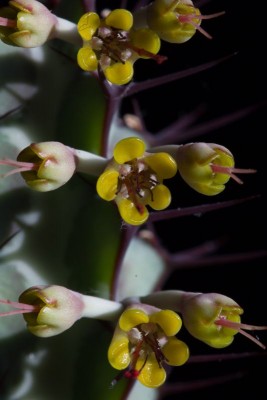 Euhorbia greenwayi 2.jpg