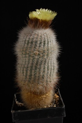 Notocactus glomeratus 2014 Juli01-1.jpg