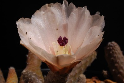 Pterocactus gonjanii HPT268 2014 Juno30-9.jpg