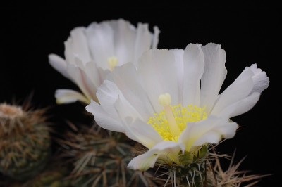 Tephrocactus alexanderi HPT 2014 Juli03-5.jpg