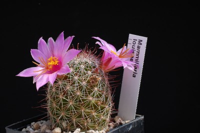 Mammillaria louisae 2013 Juno15.jpg