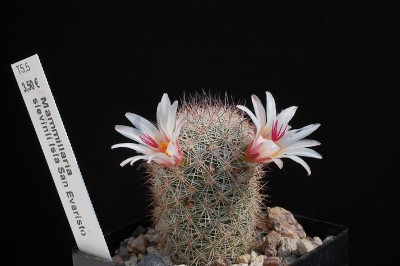 Mammillaria slevinii 2013 Juli26.jpg