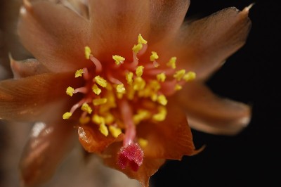 Pterocactus valentinii SAR543-4, Puerto Piramides 2014 Juli06-15.jpg