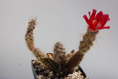 Pterocactus valentinii HPT780 2013 Juli20-8.jpg