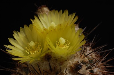 Eriosyce islayensis (Islaya copiapoides) 2014 Juno27-4.jpg