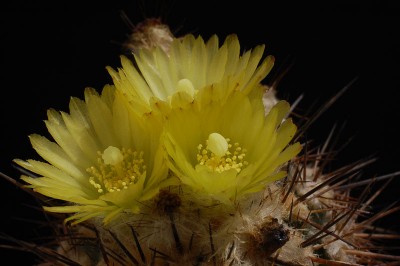 Eriosyce islayensis (Islaya copiapoides) 2014 Juno27-4.jpg