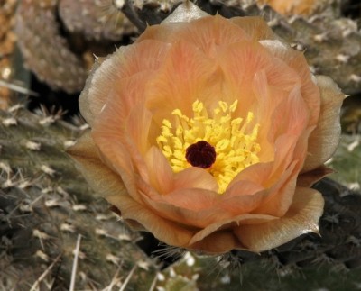 Pterocactus gonjianii