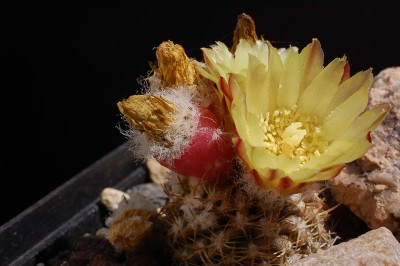 Eriosyce recondita ssp. iquiquensis FR712 (Py. saxifragus) 2014 Juli23-7.jpg