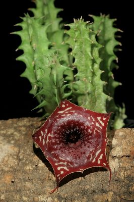 Huernia saudi-arabica x zebrina ssp magniflora (FH09,166) 001.JPG