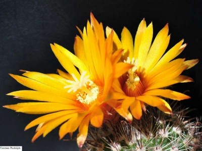 Parodia WR 723c  2.jpg