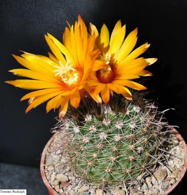 Parodia WR 723c.jpg