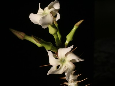 IMG_9850.JPG