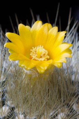 Parodia chrysacanthion IMG_4956.jpg