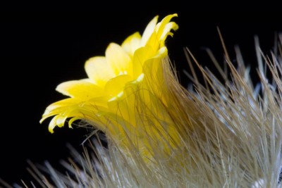 Parodia chrysacanthion IMG_4964.jpg