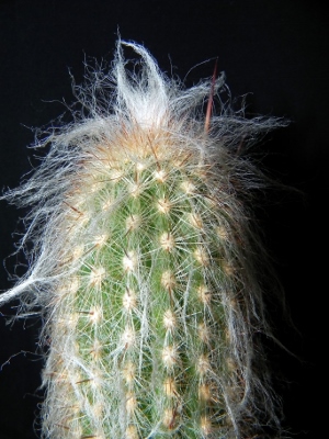 Espostoa ritteri