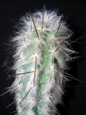 Pilosocereus palmeri