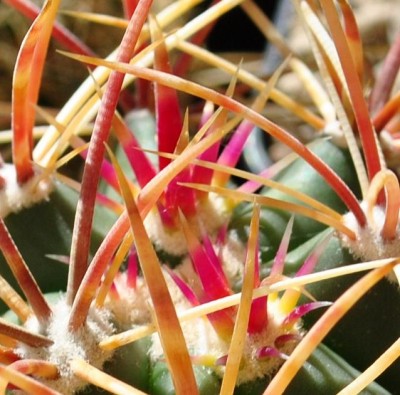 acanthothes x chrysacanthus