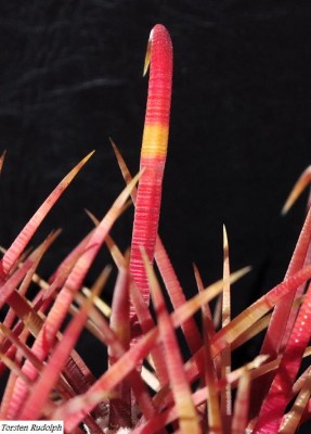 acanthodes