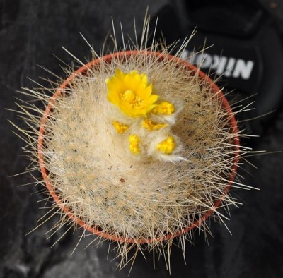 2.Februar 2015 030.JPG