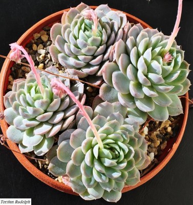 echeveria (10).JPG