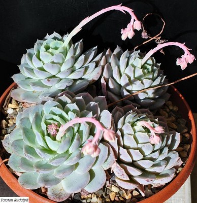 echeveria (4).JPG