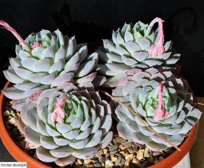 echeveria.JPG