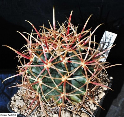 Parodia 019.JPG