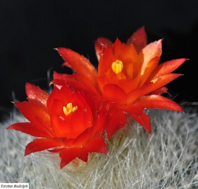 Brasilicactus haselbergerii