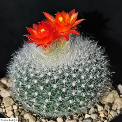 Brasilicactus haselbergerii