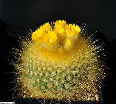 Parodia chrysacanthion