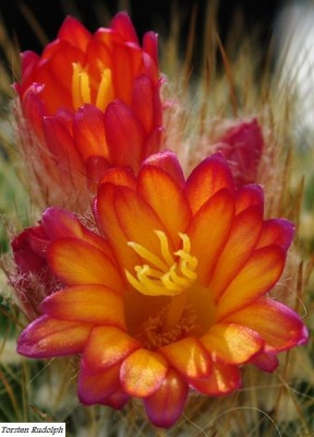 parodia und Fero 020.JPG