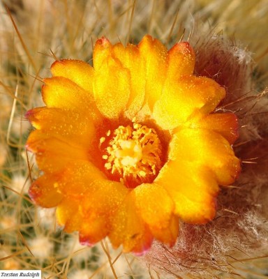 parodia (10).JPG