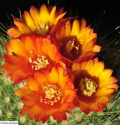 parodia (2).JPG