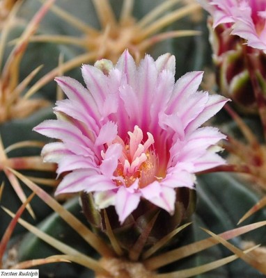 macro-blüte9 035.JPG