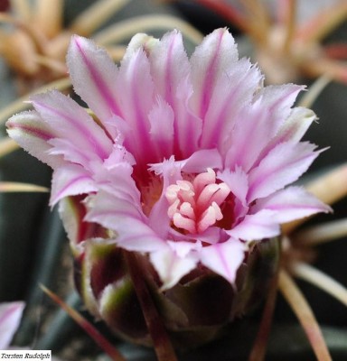 macro-blüten 012.JPG