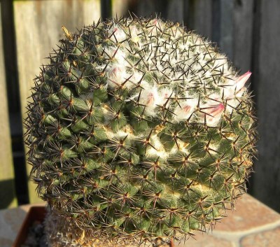 Mammillaria parayana nn