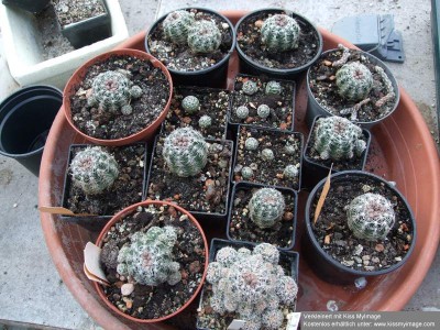 Gymnocalycium bruchii_klein.jpg