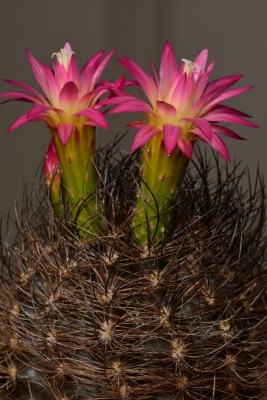 Eriosyce cephalophora 01.jpg