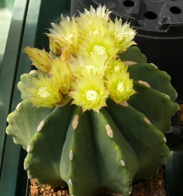 007 P1140175 Ferocactus glaucescens fa. inermis Blüte am 22.4.15.jpg
