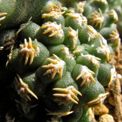 var. bieblii