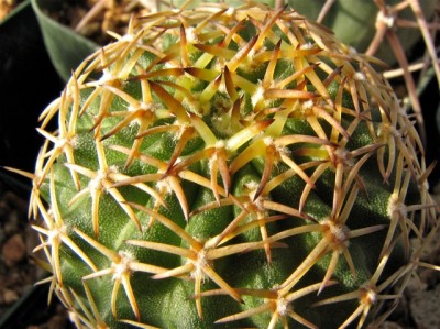 var. kuehhasii