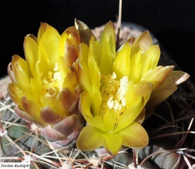 Gymnocalycium (2).JPG