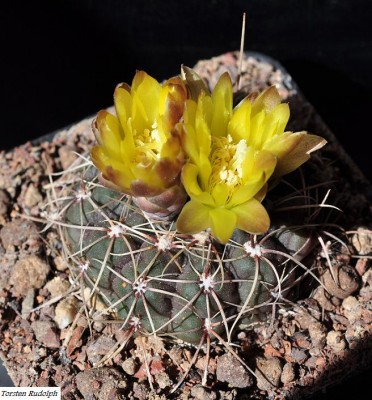 Gymnocalycium.JPG