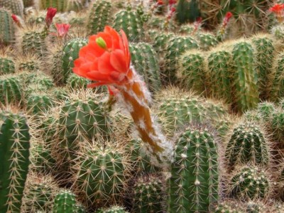 Ec. acifer