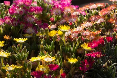 Delosperma 'Jewel of Desert - Peridot, Ruby, Topaz' 1.jpg