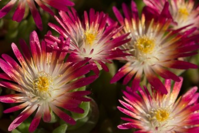 Delosperma, 'Jewel of Desert - Ruby'.jpg